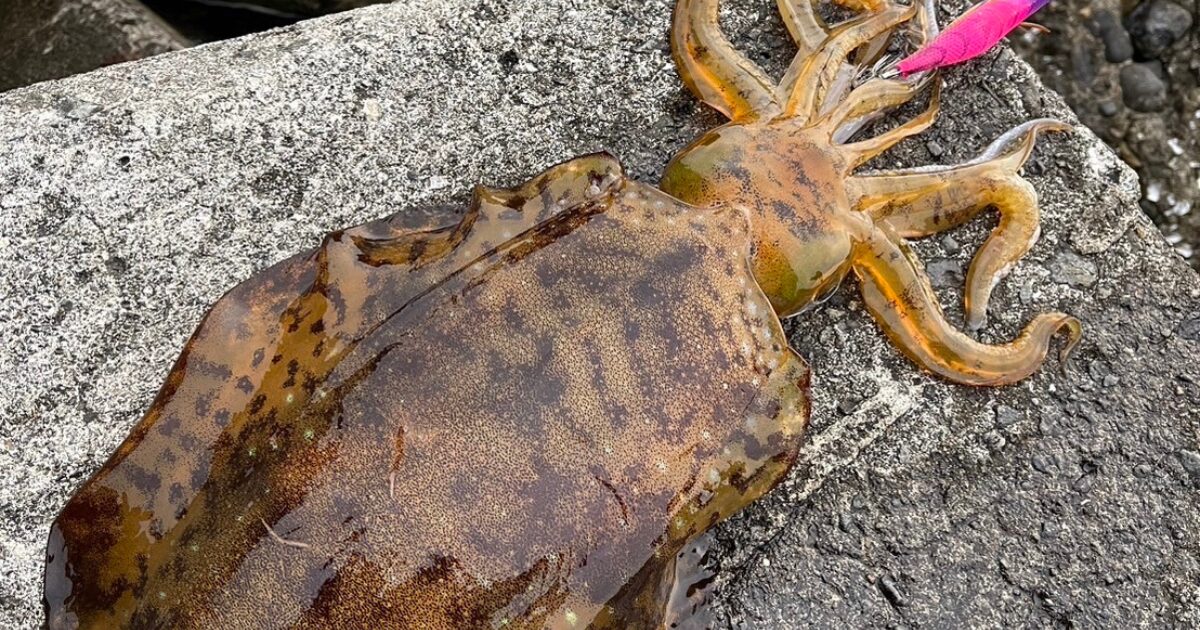 実際に著者が釣ったアオリイカの画像。